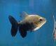 3 Plus Ghost Black Pacu Very Rare Freshwater Limited. Imported