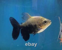 3 Plus Ghost Black Pacu VERY RARE Freshwater LIMITED. Imported