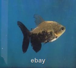 3 Plus Ghost Black Pacu VERY RARE Freshwater LIMITED. Imported