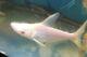 6 Gorgeous Albino Iridescent Catfish, Rare Size, Fat & Healthy, Very Limited