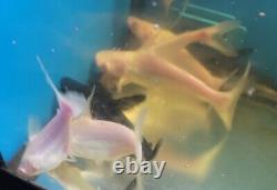 6 Gorgeous ALBINO IRIDESCENT CATFISH, RARE SIZE, FAT & HEALTHY, VERY LIMITED