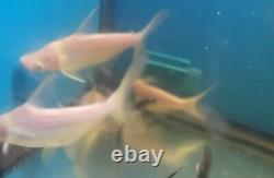6 Gorgeous ALBINO IRIDESCENT CATFISH, RARE SIZE, FAT & HEALTHY, VERY LIMITED