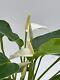 Anthurium White, Very Rare Limited Live Plant With Flower, In A 4 Inch Pot