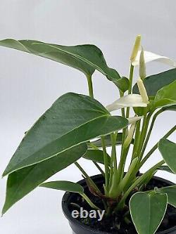 Anthurium White, Very Rare Limited Live Plant with Flower, in a 4 inch Pot