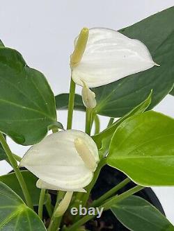 Anthurium White, Very Rare Limited Live Plant with Flower, in a 4 inch Pot