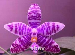 Phalaenopsis Yangyang Blue Baby'Prince' MC Very Rare/Limited Amazing Fragra