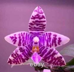 Phalaenopsis Yangyang Blue Baby'Prince' MC Very Rare/Limited Amazing Fragra