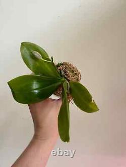 Phalaenopsis Yangyang Blue Baby'Prince' MC Very Rare/Limited Amazing Fragra