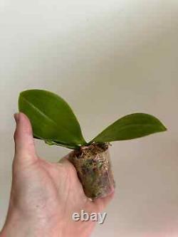 Phalaenopsis Yangyang Blue Baby'Prince' MC Very Rare/Limited Amazing Fragra