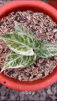 Very rare and LIMITED anthurium magnificum white monster Variegated