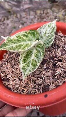 Very rare and LIMITED anthurium magnificum white monster Variegated