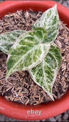 Very rare and LIMITED anthurium magnificum white monster Variegated