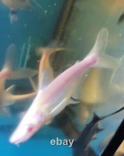 6 Magnifique Albino Iridescent Catfish, Rare Taille, Fat & Sante, Très Limitée