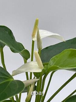 Anthurium Blanc, Très Rare Plante Vivante Limitée Avec Fleur, Dans Un Pot De 4 Pouces