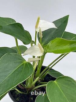 Anthurium Blanc, Très Rare Plante Vivante Limitée Avec Fleur, Dans Un Pot De 4 Pouces