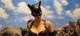 Très Rare 12 Catwoman Halle Berry Édition LimitÉe 1250 Statue Diorama Neuve