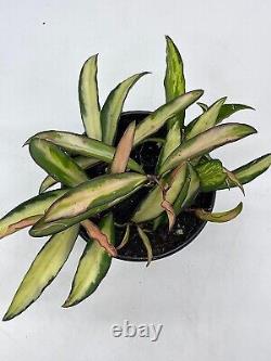 Variété Hoya Wayetii Très Rare Plante Vivante Limitée, Super Rempli En Pot De 4 Pouces